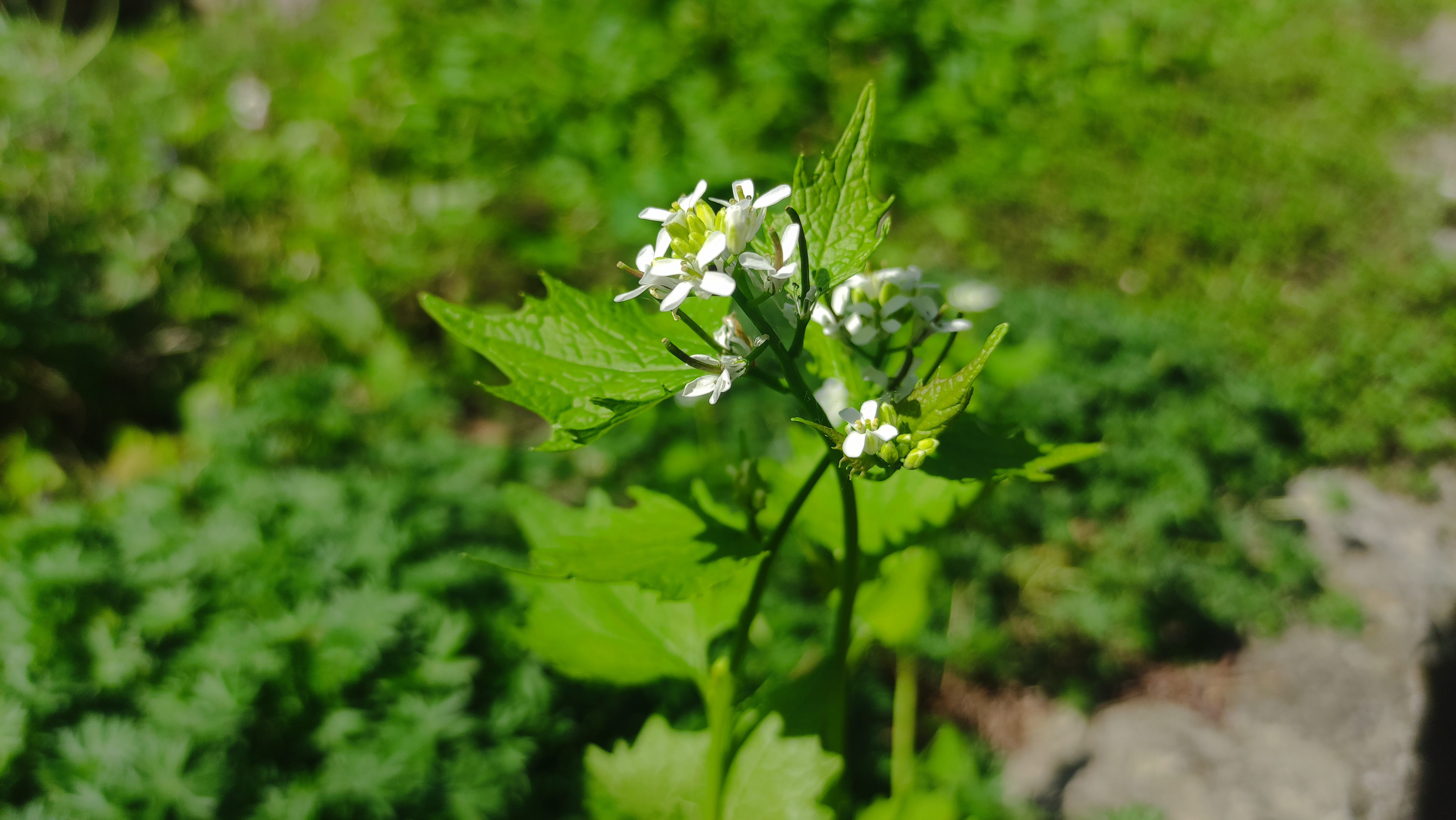 Blume mit weißen Blüten vor grünem Hintergrund